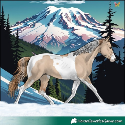 Horse Color:Red Dun Sabino Tobiano 