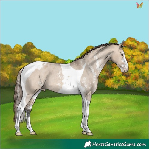 Horse Color:Bay Dun Sabino Tobiano Appaloosa Rabicano