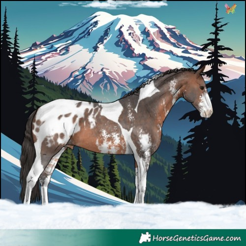 Horse Color:Brown Sabino Tobiano Appaloosa 