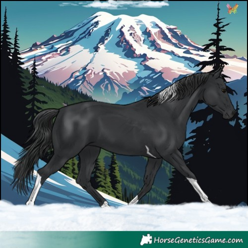 Horse Color:Black Tobiano 