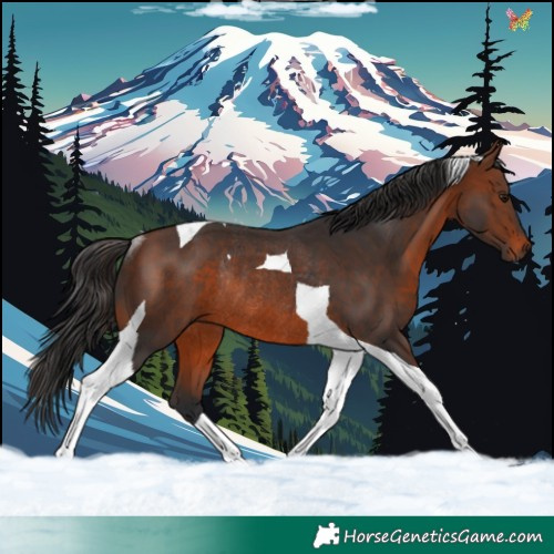 Horse Color:Brown Tobiano Rabicano 