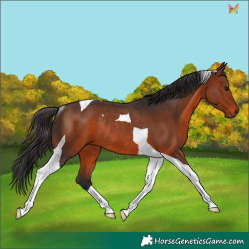 Horse Color:Brown Tobiano Rabicano 