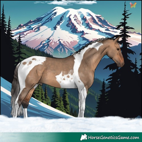 Horse Color:Bay Dun Tobiano 