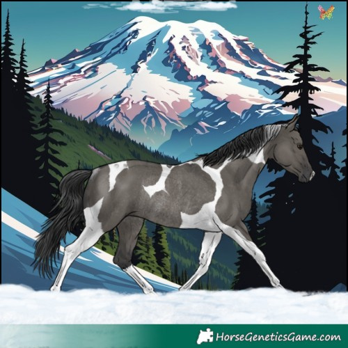 Horse Color:Grullo Tobiano Rabicano 