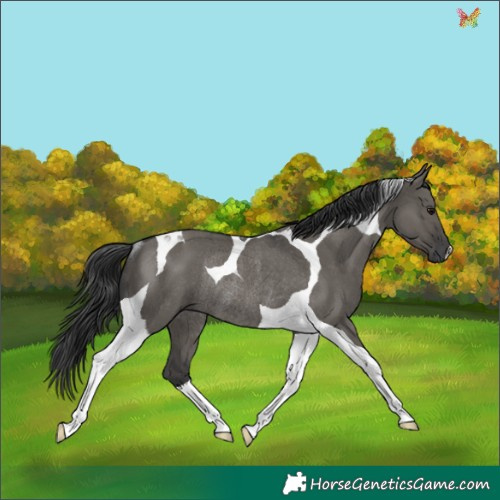 Horse Color:Grullo Tobiano Rabicano