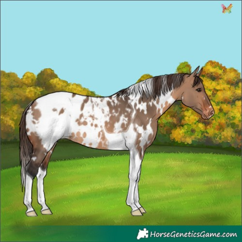Horse Color:White Spotted Brown Dun Tobiano Appaloosa 