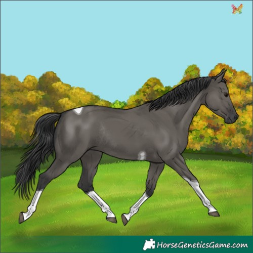 Horse Color:Grullo Tobiano Rabicano