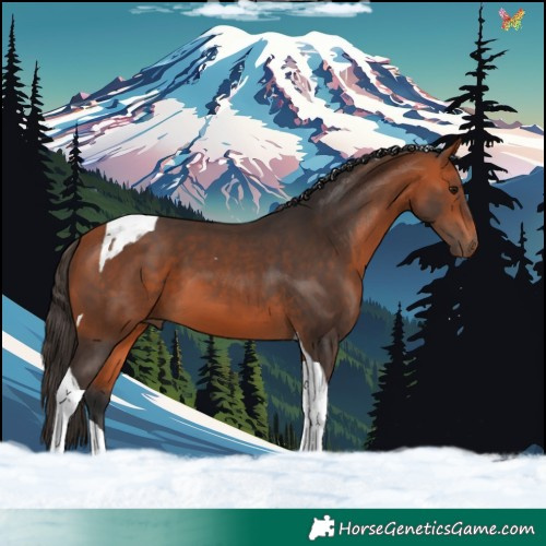 Horse Color:Bay Tobiano 