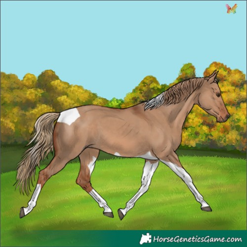 Horse Color:Red Dun Tobiano