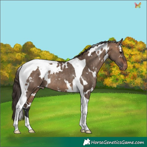 Horse Color:White Spotted Bay Dun Tobiano Appaloosa Rabicano