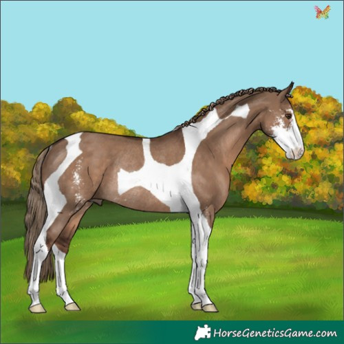 Horse Color:Liver Red Dun Sabino Tobiano Rabicano