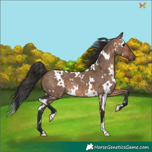 Horse Color:White Spotted Bay Dun 