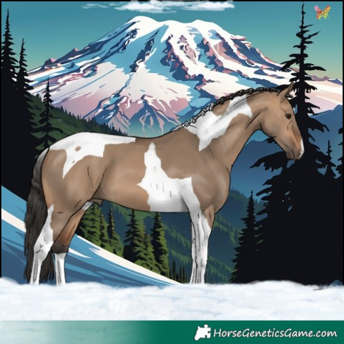 Horse Color:Bay Dun Tobiano 
