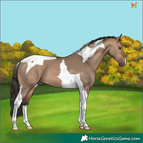 Horse Color:Bay Dun Tobiano 