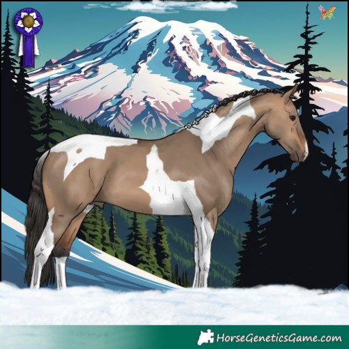 Horse Color:Bay Dun Tobiano 