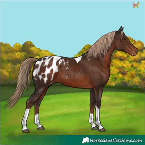 Horse Color:Liver Chestnut Tobiano Appaloosa 