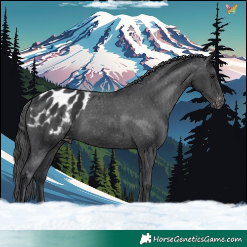 Horse Color:Black Appaloosa 