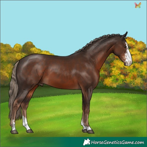 Horse Color:Liver Chestnut Sabino 