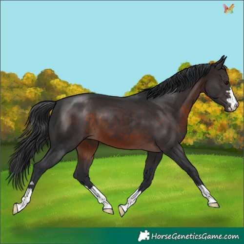 Horse Color:Brown