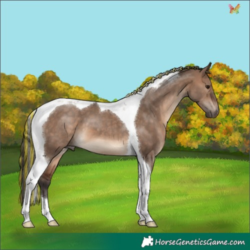 Horse Color:Painted Brown Dun Tobiano