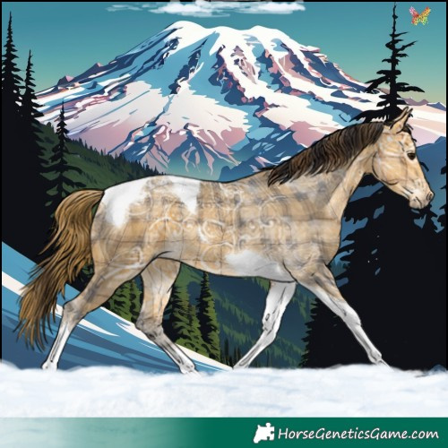 Horse Color:Plaid  Buckskin Ice Tobiano 