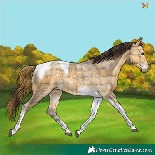 Horse Color:Plaid  Buckskin Ice Tobiano 