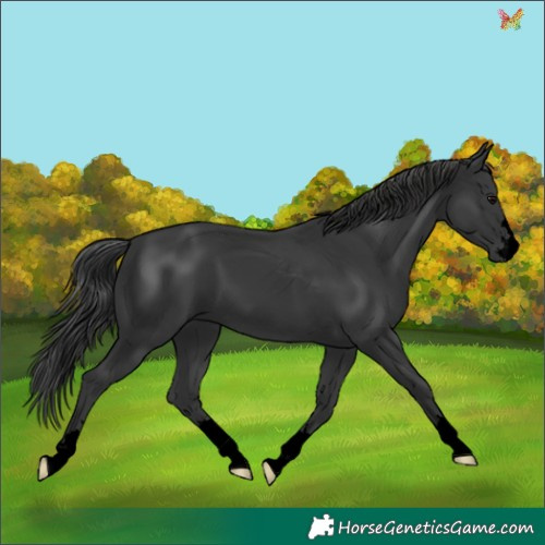 Horse Color:Void Black 