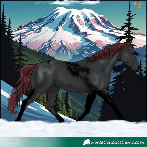 Horse Color:Void Painted Black Tobiano 