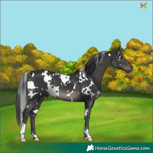 Horse Color:White Spotted Black