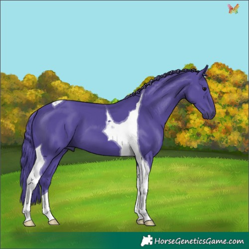 Horse Color:Watercolor Smoky Black Tobiano