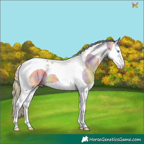 Horse Color:Nacre Red Dun Splash Tobiano 
