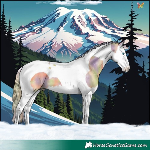 Horse Color:Nacre Red Dun Splash Tobiano 