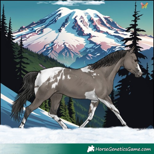 Horse Color:Grullo Tobiano Appaloosa 
