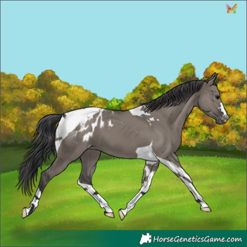 Horse Color:Grullo Tobiano Appaloosa 