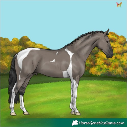 Horse Color:Grullo Tobiano 