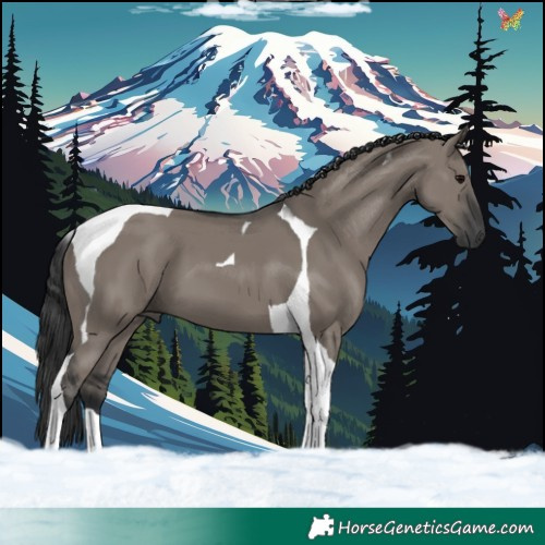 Horse Color:Grullo Tobiano 
