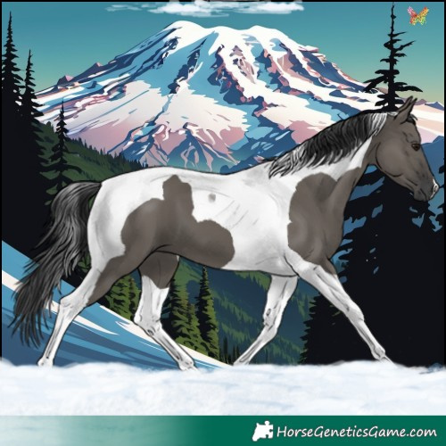Horse Color:Grullo Tobiano 