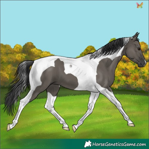 Horse Color:Grullo Tobiano 