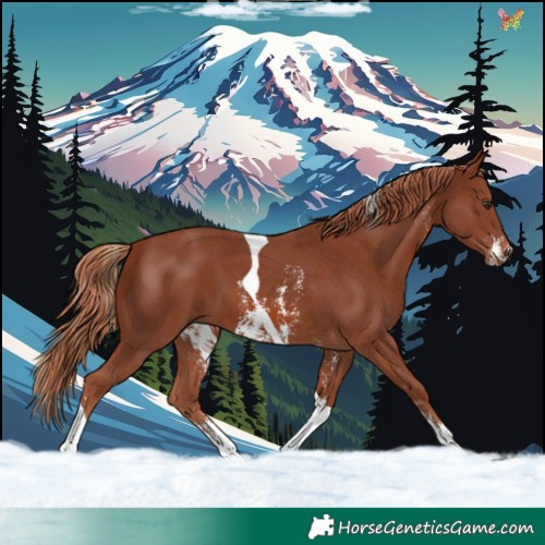 Horse Color:Chestnut Sabino Tobiano 