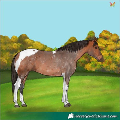 Horse Color:Bay Tobiano 