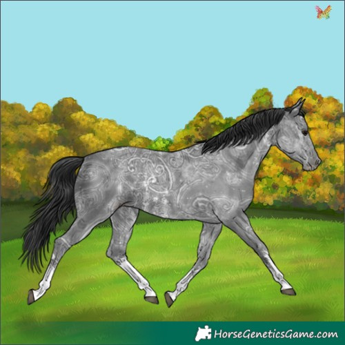 Horse Color:Black Ice Sabino 