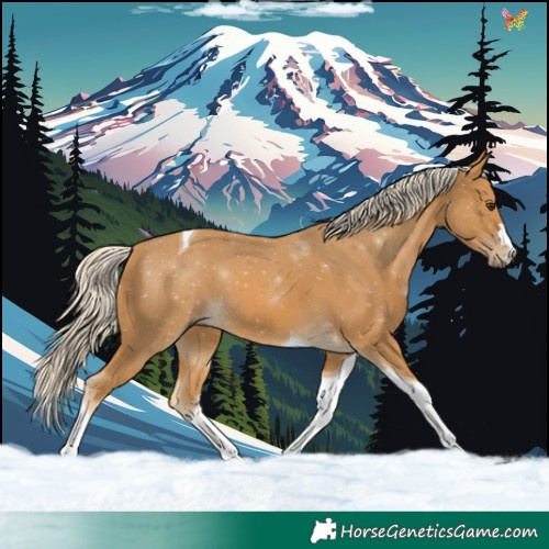 Horse Color:Palomino Tobiano 