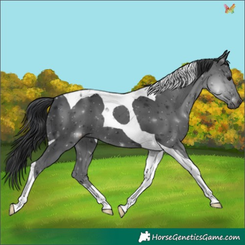 Horse Color:Black Tobiano 