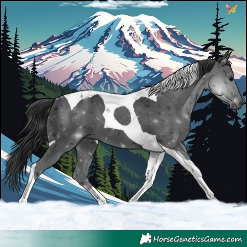 Horse Color:Black Tobiano 