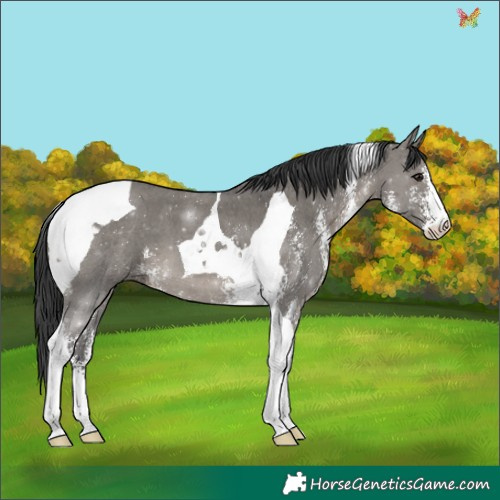 Horse Color:Grullo Sabino Tobiano 
