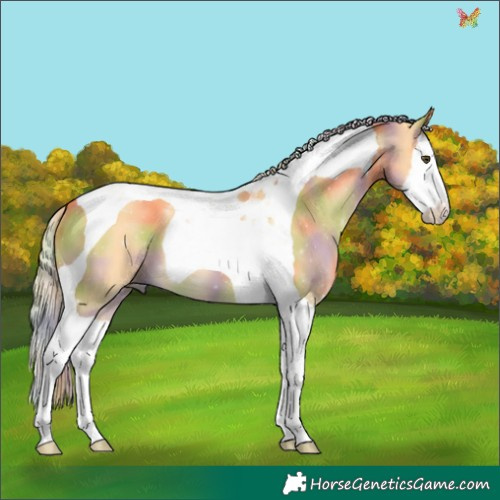Horse Color:Nacre Palomino Dun Splash Tobiano 