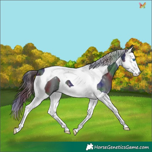 Horse Color:Nacre Black Splash Tobiano 