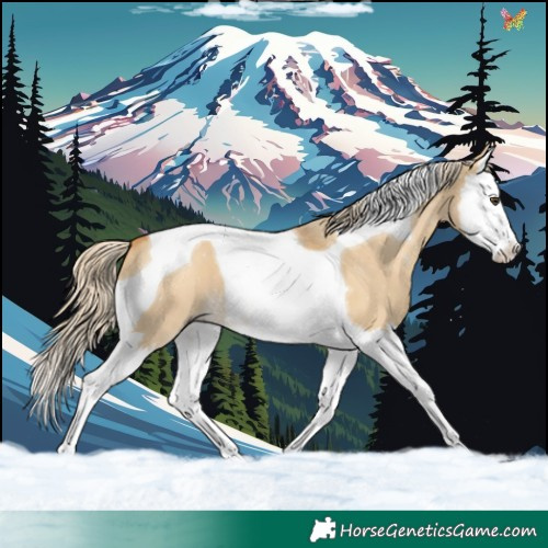 Horse Color:Palomino Dun Splash Tobiano 