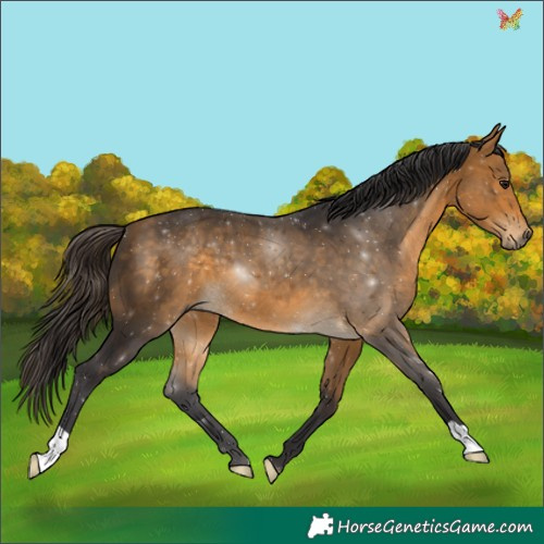 Horse Color:Buckskin 