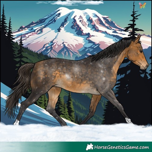 Horse Color:Buckskin 